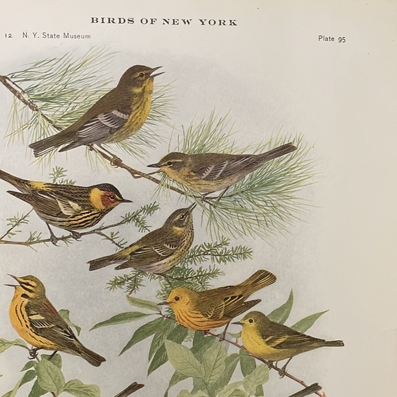 1913 Antique Ornithological Bird Print Original yellow warbler birds - Picture 1 of 10